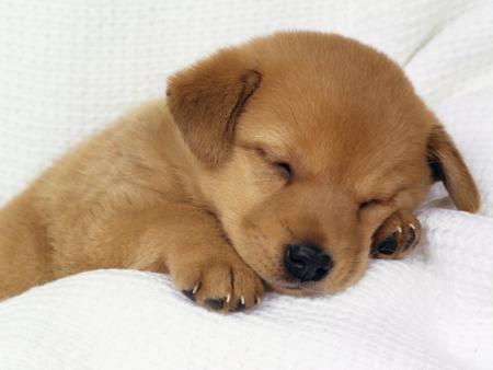 chien 